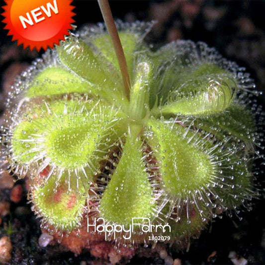 Sundew Plant Seeds - Small Carnivorous Bonsai, Fresh DIY Home Garden Kit, Novelty Plants for Indoor Gardening