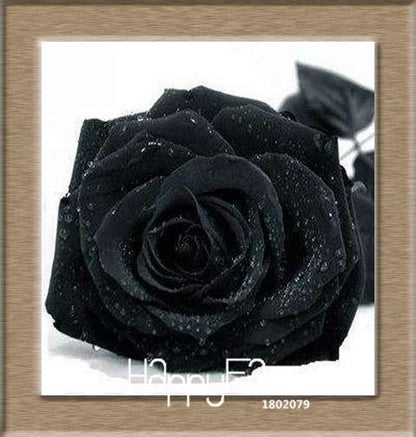 Colorful Rainbow Rose Seeds - 20 Varieties, for Bonsai & Flower Pots | Premium Planting Kit