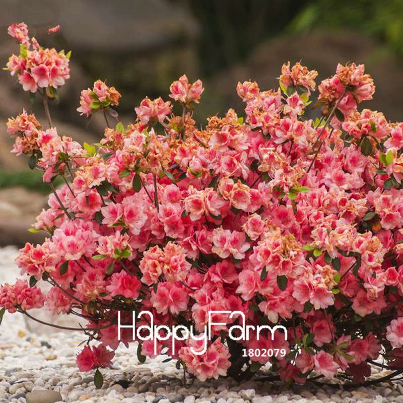 Azalea Flower Seeds - Vibrant Indoor Bonsai Plants for Home & Garden | Easy to Grow