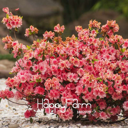 Azalea Flower Seeds - Vibrant Indoor Bonsai Plants for Home & Garden | Easy to Grow