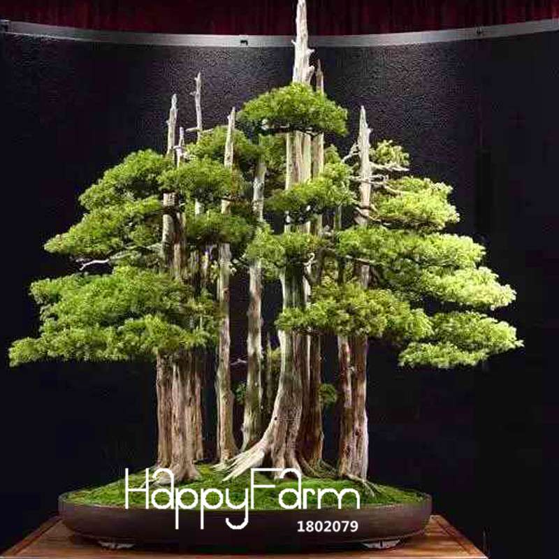 Black Pine Bonsai Seeds (Thunbergii) - Japanese Pine Tree for Planting - Indoor/Outdoor Potted Plants