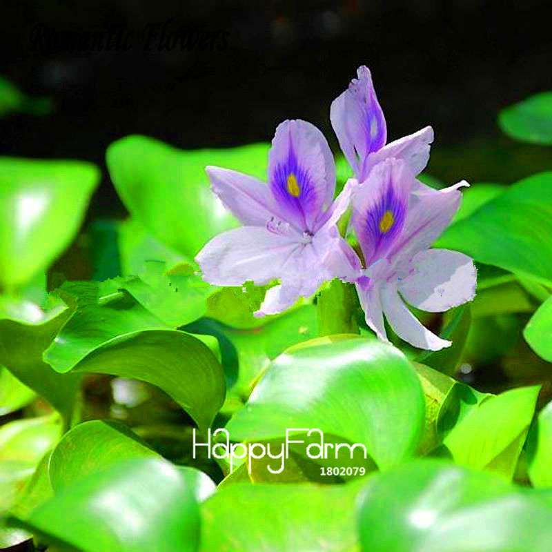 Lotus Seed Aquatic Plant Kit - DIY Home Garden Bonsai for Ponds & Terrariums
