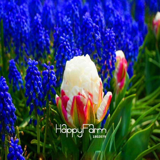 Bonsai Seeds Kit - Grow Stunning Tulip-Like Flowers for Home & Garden | Perennial Potted Plants