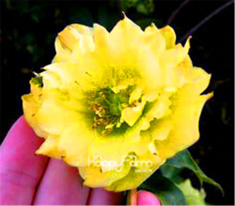 Helleborus Seeds for Bonsai - Grow Exotic Japanese Flowers at Home | DIY Garden Kit