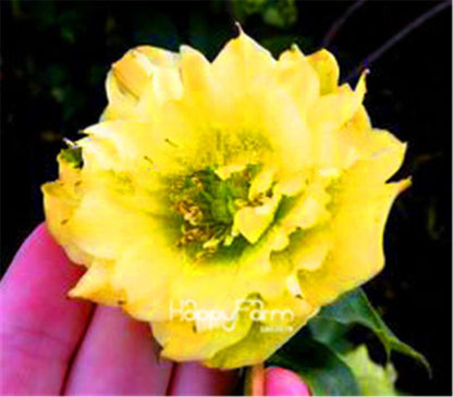 Helleborus Seeds for Bonsai - Grow Exotic Japanese Flowers at Home | DIY Garden Kit
