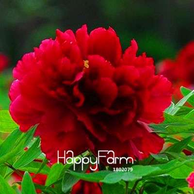 Yellow Peony Seeds for Planting - Potted Bonsai Flower Seeds for Home Garden