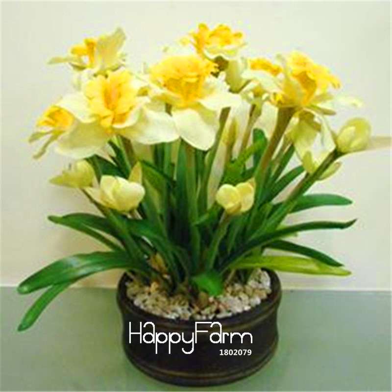 Narcissus Tazetta Seeds - Beautiful Daffodil Balcony Plants, Air-Purifying & Easy to Grow