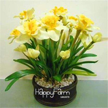 Narcissus Tazetta Seeds - Beautiful Daffodil Balcony Plants, Air-Purifying & Easy to Grow