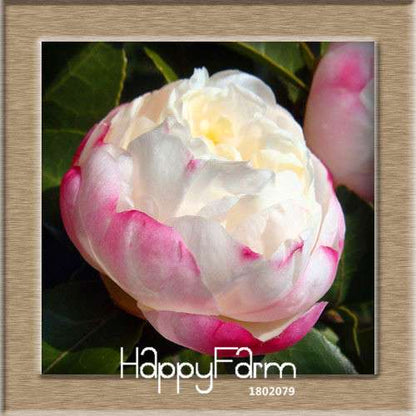 24-Color Camellia Seeds Kit - for Potted Plants, Bonsai & Garden Flowers | Fast-Growing & Vibrant Blooms