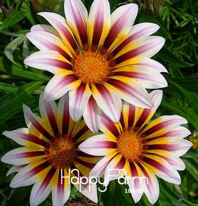 Vibrant Gazania Flower Seeds - Multicolor Mix for Stunning Blooms | Easy to Grow