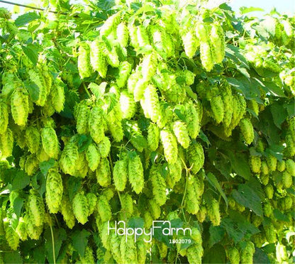 HOPS Seeds Humulus lupulus - Brew Your Own Beer, Perennial Plant - Year After Year Harvest