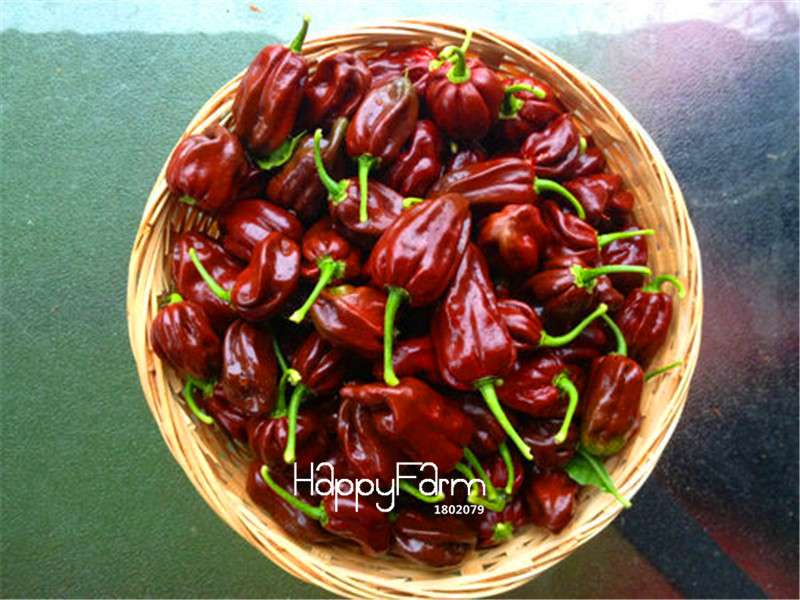 16 Hot Chili Pepper Varieties, Non-GMO Vegetable Seeds for Home Garden & Happy Farm