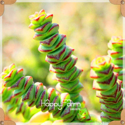 99 Rare Succulents & Lithops Seeds - Exotic Bonsai Plants, - Unique Office & Home Garden