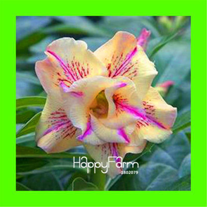 Desert Rose Seeds - Stunning Bonsai Flower for Garden, Balcony & Pots