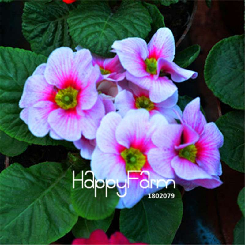 Rare Primrose Seeds (Primula malacoides) - Europe Bonsai Flower Seeds for Home Garden & Outdoor Planting