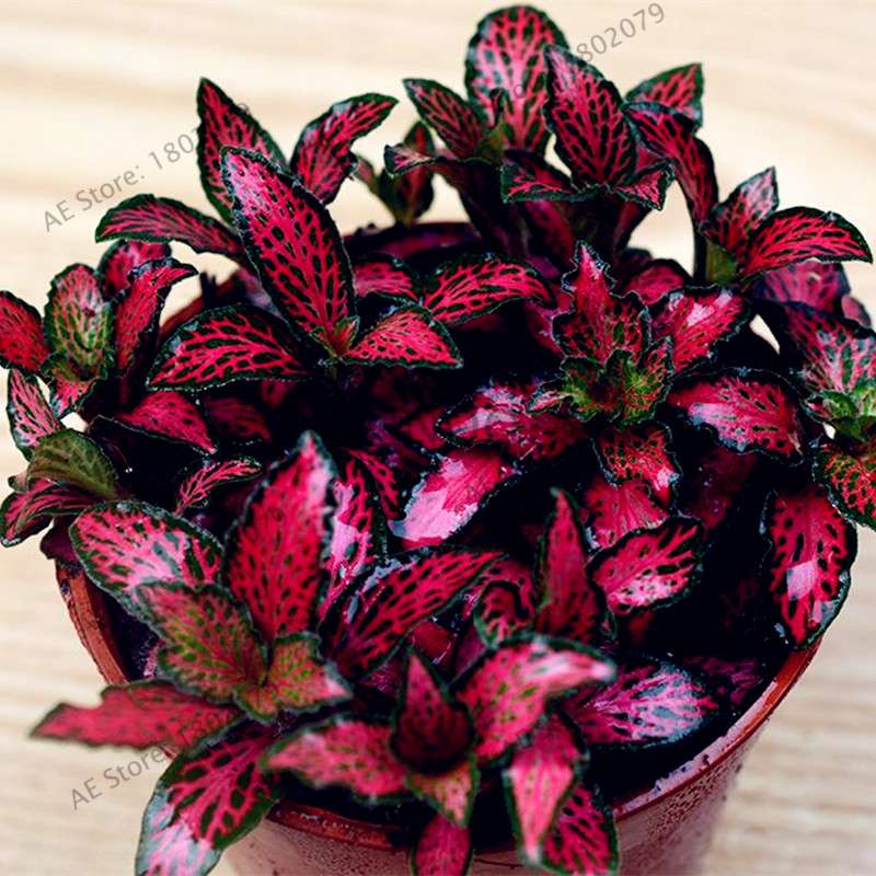 Fittonia Verschaffeltii Seeds - Indoor Bonsai Plant for Home, Office & Garden Decor - Easy to Grow