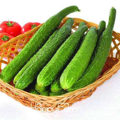 Jade Cucumber Seeds - Fresh, Crispy Cucumis for Garden, Balcony & Bonsai | Non-GMO, Easy Grow