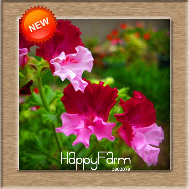 Pelargonium Peltatum Seeds - Geranium Flower Seeds, 17 Colors, Perennial Blooms for Garden & Containers