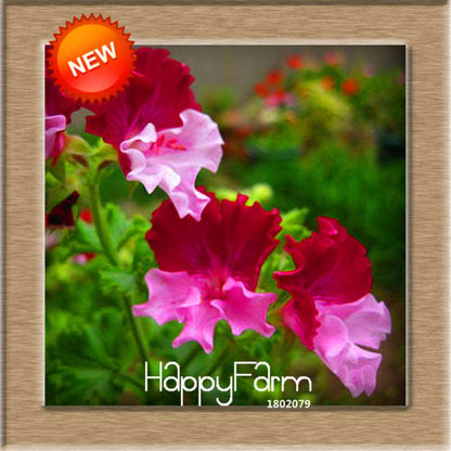 Pelargonium Peltatum Seeds - Geranium Flower Seeds, 17 Colors, Perennial Blooms for Garden & Containers