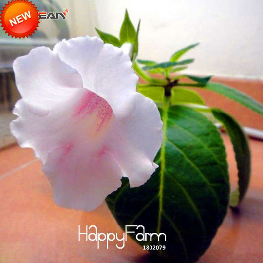Gloxinia Seeds - Vibrant Perennial Sinningia Speciosa for Bonsai & Balcony Gardens - USA Grown