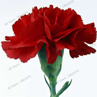 Rare Carnation Seeds - Dianthus Caryophyllus, Potted Bonsai Flower Seeds for Mother's Day, Home Garden Planting