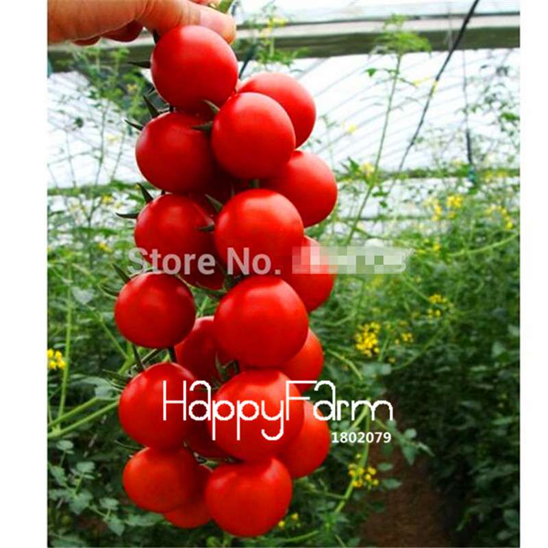 Rainbow Tomato Seeds - Organic Bonsai Veggie & Fruit Seeds for Home Garden, Non-GMO, Easy Grow