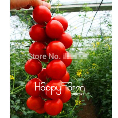 Rainbow Tomato Seeds - Organic Bonsai Veggie & Fruit Seeds for Home Garden, Non-GMO, Easy Grow