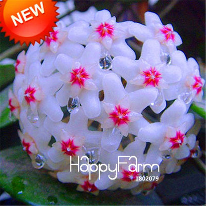 Hoya Seeds for Planting - DIY Home Garden, Potted Flowers, Bonsai & Orchid Seeds - Indoor/Outdoor