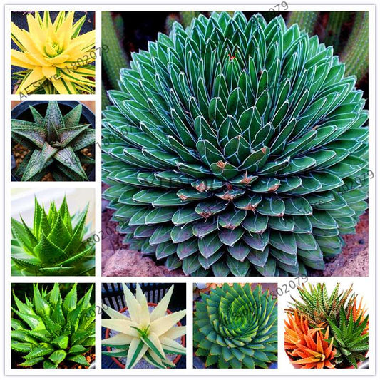 Succulent Seeds Kit - Aloe Vera, Edible Beauty Plants, Bonsai & Perennial Flowers for Home Garden