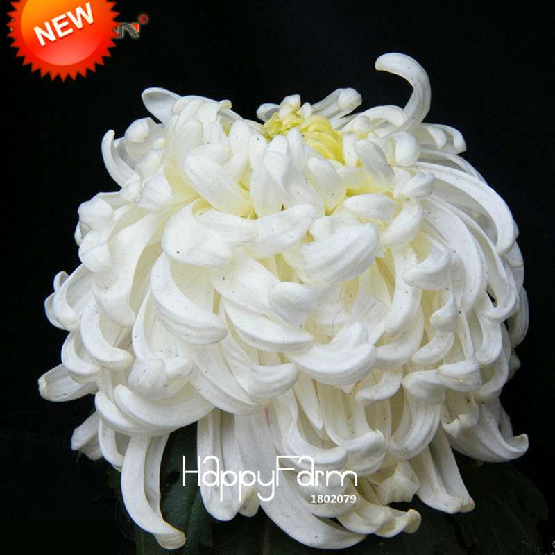 Premium White Chrysanthemum Seeds for Potted Plants - Garden Flowers