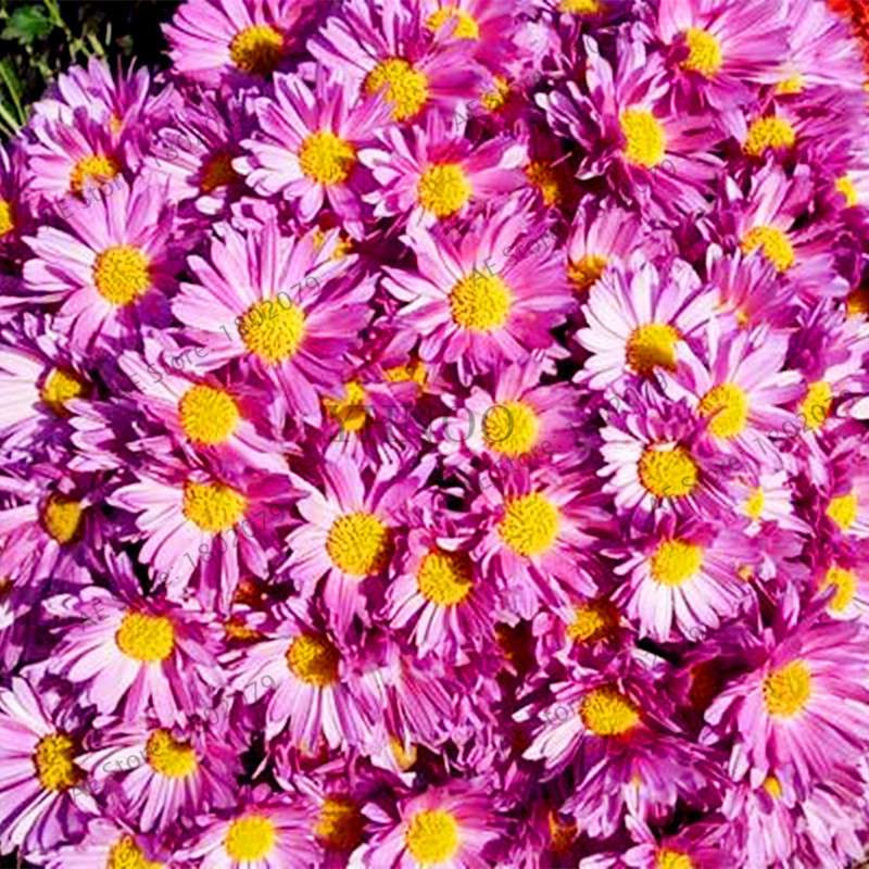 Rare Ground-Cover Chrysanthemum Seeds - Easy-Grow Perennial Bonsai Flowers for Home & Garden