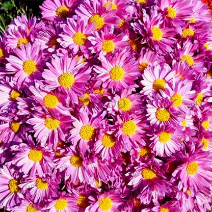 Rare Ground-Cover Chrysanthemum Seeds - Easy-Grow Perennial Bonsai Flowers for Home & Garden