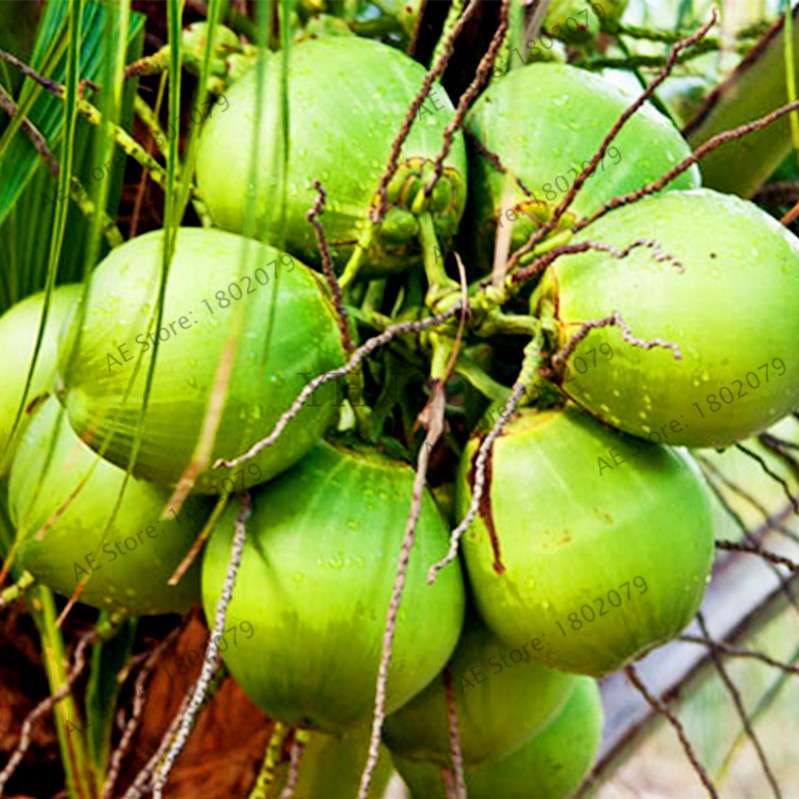 Coconut Tree Seeds - Tropical, Nutritious, Perennial Plants for Home & Garden DIY