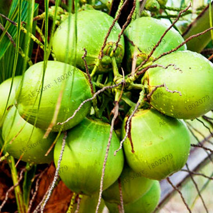 Coconut Tree Seeds - Tropical, Nutritious, Perennial Plants for Home & Garden DIY