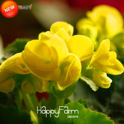 Yellow Begonia Seeds - True Malus Spectabilis, Potted Bonsai Plant Seeds for Home Garden