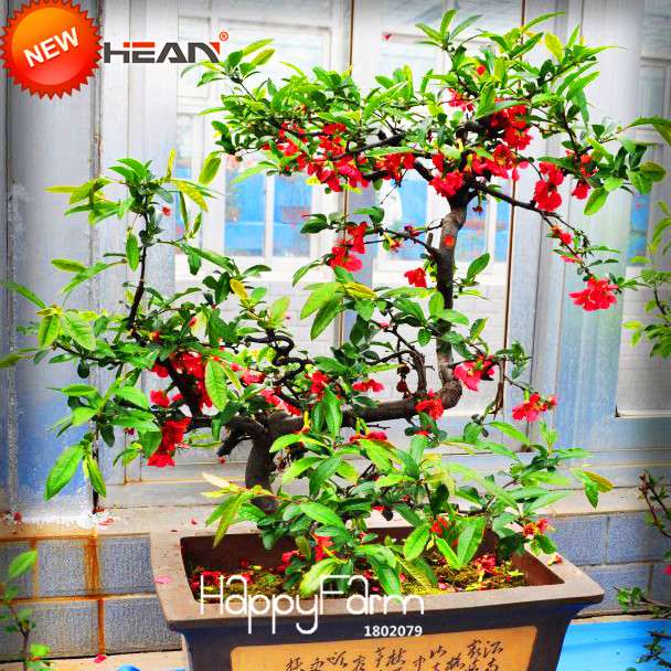 Red Begonia Flower Seeds - True Malus Spectabilis for Potted Bonsai | Premium Quality