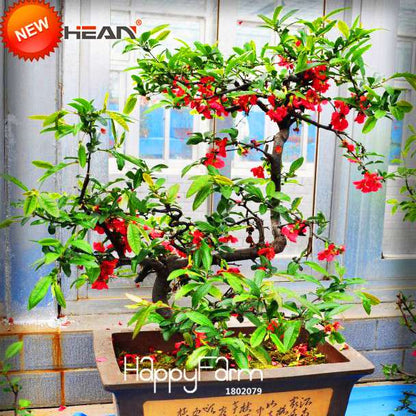 Red Begonia Flower Seeds - True Malus Spectabilis for Potted Bonsai | Premium Quality