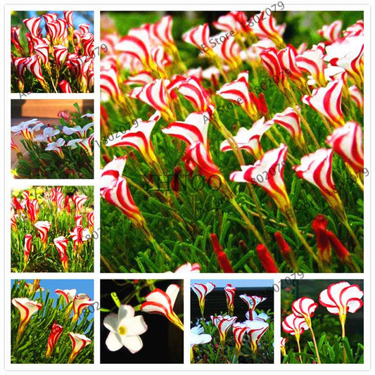 Oxalis Versicolor Seeds - Rare, Easy to Grow Flowers for Home & Garden