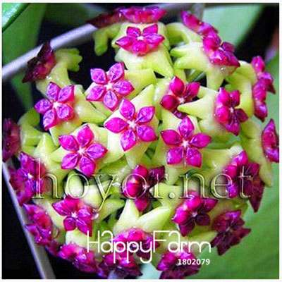 Buy Hoya Carnosa Seeds - for Home Garden, Potted Flower Seeds, Easy to Grow