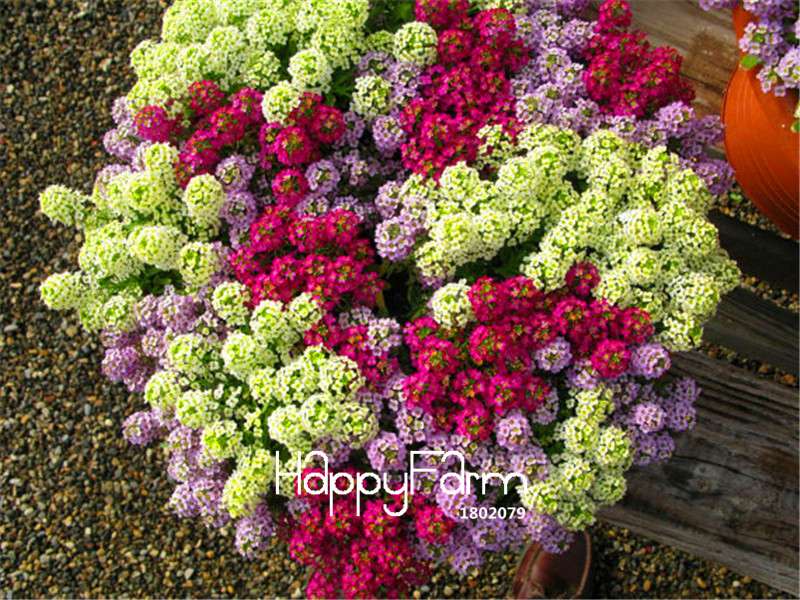 Sweet Alyssum Seeds - Rare Color, Beautiful & Easy to Grow for Home Garden DIY