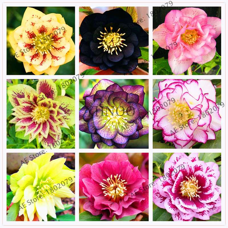 Christmas Rose Seeds (Helleborus Niger) - for Home, Courtyard & Bonsai Planting | Novelty Plant Gift