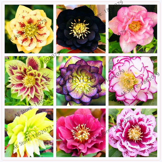 Christmas Rose Seeds (Helleborus Niger) - for Home, Courtyard & Bonsai Planting | Novelty Plant Gift