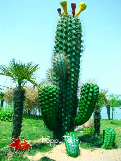 Succulent Seeds Mix - Stone Cactus, Tetragonia, Potted Flowers - Easy Grow, Rare Varieties