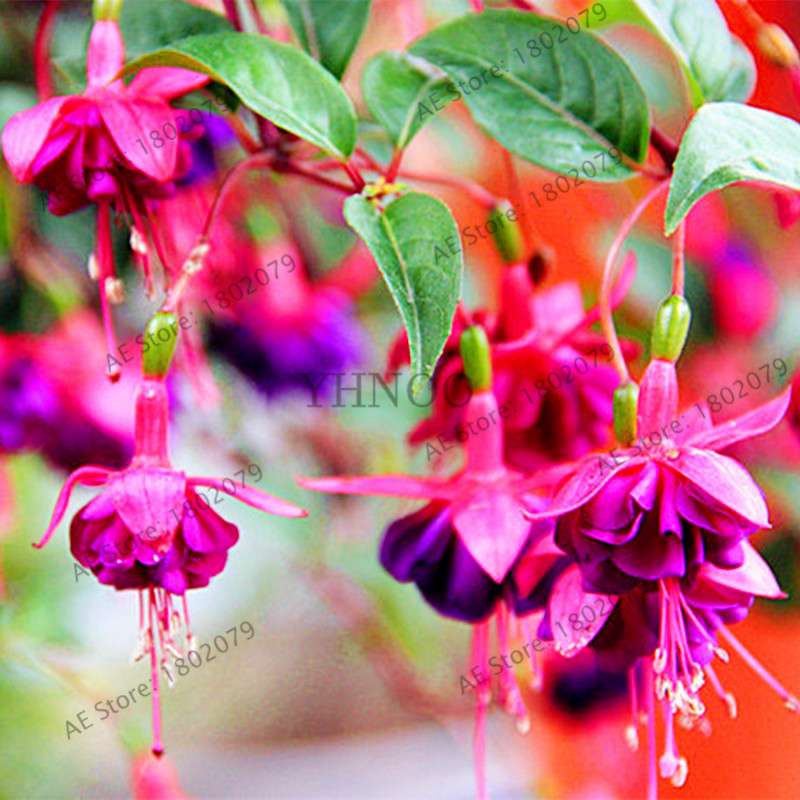 Mixed Color Lantern Flower Seeds - Fuchsia Hybrida Perennial Bonsai Plant for Home & Garden