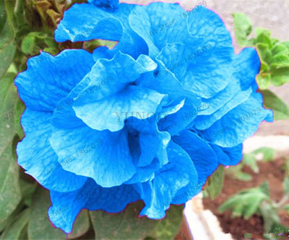 Double Petal Petunia Seeds - Vibrant Indoor Flower Bonsai Plants for Home & Garden