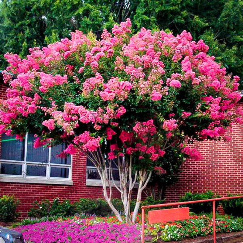 Crape Myrtle Seeds - Perennial Flowering Shrub for Home Garden, Yard & Outdoor Planting (Lagerstroemia)