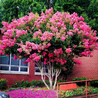 Crape Myrtle Seeds - Perennial Flowering Shrub for Home Garden, Yard & Outdoor Planting (Lagerstroemia)