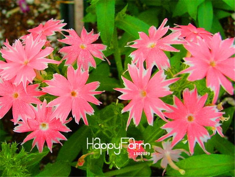Phlox Drummondii Seeds - Twinkle Star Flower for Home & Garden | Fast-Growing, Vibrant Blooms