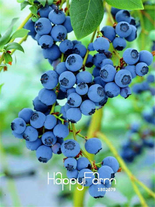 Blueberry Seeds for Planting - Grow Delicious Blueberry Fruit Trees at Home, Indoor/Outdoor Bonsai