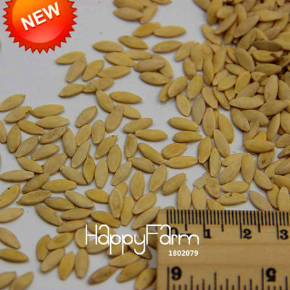 Organic Green Cucumber Seeds - Rare, Delicious, Non-GMO - for Home Garden
